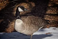 A Canada goose stands on a patch of melting snow, its brown and black feathers lit by warm sunlight against a shaded natural background. 