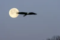 A large bald eagle in silhouette flies past a full moon against a blue-grey winter sky, with bare tree branches visible in the lower right corner.