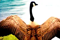 A large goose spreads its wings in front of a body of water.