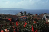 A group of wooden houses next to a large body of water with red flowers in the foreground.