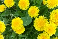 A patch of bright yellow dandelions with green leaves, photographed from above.
