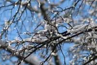 Snow-covered tree branches sit against the backdrop of a bright blue sky. The dark, bare branches are coated in fresh snow and are dotted with sparkling ice droplets, with a softly blurred background creating a crisp winter scene.