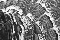 Black-and-white close-up of overlapping bird feathers, likely from a wild turkey’s tail or wing.