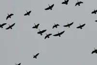 A flock of geese, silhouetted in mid-flight against a flat grey overcast sky, scattered loosely across the frame with wings outstretched in various positions.