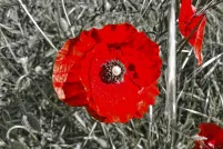 A close-up of a fiery red poppy in a field of poppies. The picture has been stylized so that only the red flowers are in vivid colour and the surrounding field is in black and white.