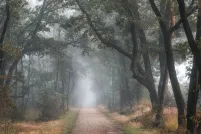 A foggy autumn morning in a forest with full trees and fall foliage. There is a narrow gravel path winding through the trees. 