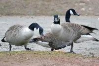 A group of Canada geese stands on a muddy shoreline beside the water. One goose in the foreground is bending down to forage while another is eating while looking in the direction of the camera.