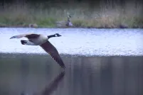 A Canada goose flying low across a lake.