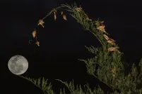 A full moon glows brightly in the night sky, framed by the arching tip of a green conifer branch with a few dried brown leaves hanging from it.