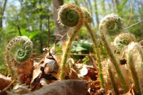 Fiddleheads, or fern shoots, grow in a sunny wood. 