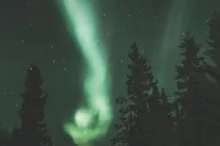 Tall spruce trees lean together against a night sky that is alive with greenish northern lights and stars.