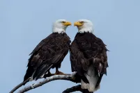 Two bald eagles sitting on a branch and facing each other.