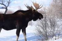 A moose’s head with large antlers is shown prominently against a lightly clouded blue sky with leafless birch trees throughout the background.