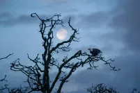 A lone bald eagle sits on a branch of a craggy, leafless tree. In the background, a nearly full moon shines in a twilight sky.