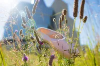 A ballet slipper lies in a tall prairie grass field near a large glass building.