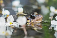 A frog pokes it’s head up out of the water in a pond amid blooming white flowers.