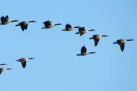 A flock of Canadian geese fly in a V formation against a clear blue sky.