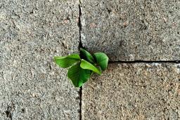 Close-up of a small plant growing through cracks in a concrete surface.
