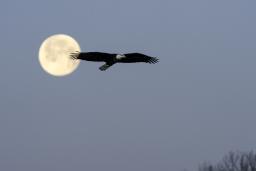 A large bald eagle in silhouette flies past a full moon against a blue-grey winter sky, with bare tree branches visible in the lower right corner.