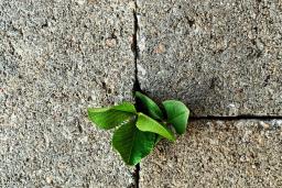 Close-up of a small plant growing through cracks in a concrete surface.