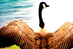A large goose spreads its wings in front of a body of water.