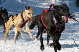 A team of black and tan dogs are harnessed together and running, pulling a sled through snowy terrain.