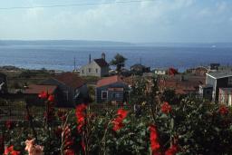 A group of wooden houses next to a large body of water with red flowers in the foreground.