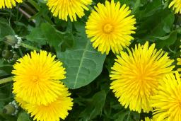A patch of bright yellow dandelions with green leaves, photographed from above.