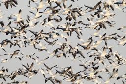 A large number of snow geese along with a few Ross’s geese fly across a grey sky.