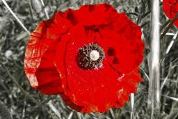 A close-up of a fiery red poppy in a field of poppies. The picture has been stylized so that only the red flowers are in vivid colour and the surrounding field is in black and white.