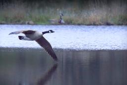 A Canada goose flying low across a lake.