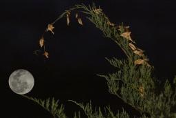 A full moon glows brightly in the night sky, framed by the arching tip of a green conifer branch with a few dried brown leaves hanging from it.
