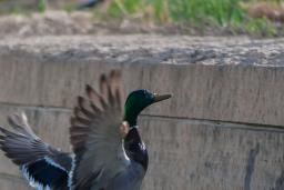 A duck flying up alongside a concrete block wall that bears the duck’s shadow.