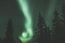 Tall spruce trees lean together against a night sky that is alive with greenish northern lights and stars.