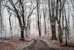 A walking path curves through a heavily treed wooded area that is dusted with snow.