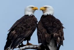 Two bald eagles sitting on a branch and facing each other.