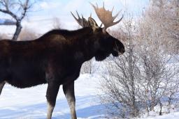 A moose’s head with large antlers is shown prominently against a lightly clouded blue sky with leafless birch trees throughout the background. 