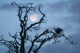 A lone bald eagle sits on a branch of a craggy, leafless tree. In the background, a nearly full moon shines in a twilight sky.