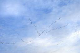 A flock of geese fly in unison against a brilliant blue sky.