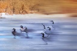 A group of geese standing on ice and snow bordered by prairie grasses. The image has been digitally altered: from left to right it becomes increasingly blurred and abstract.