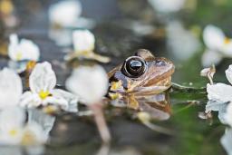 A frog pokes it’s head up out of the water in a pond amid blooming white flowers.