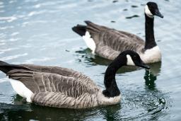 Two Canada geese together on a body of water.