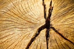 The cut cross-section of an old tree reveals its many, many rings and splits in the wood that developed over time.