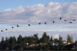 Fifteen geese fly in formation across a blue sky with mauve-coloured clouds. Beneath the flock, a rising hill is covered with spruce trees and a few white houses.
