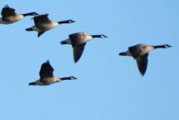 A flock of Canadian geese fly in a V formation against a clear blue sky.