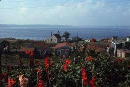 A group of wooden houses next to a large body of water with red flowers in the foreground.