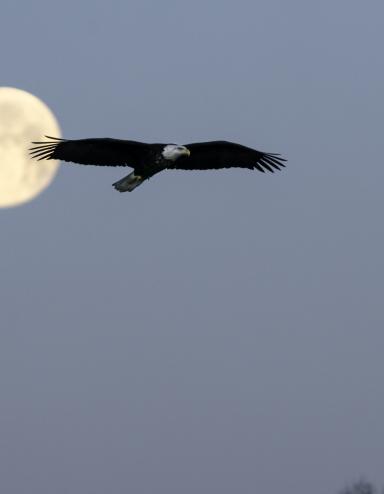 A large bald eagle in silhouette flies past a full moon against a blue-grey winter sky, with bare tree branches visible in the lower right corner. Partially obscured.