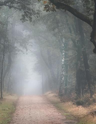A foggy autumn morning in a forest with full trees and fall foliage. There is a narrow gravel path winding through the trees. Partially obscured.