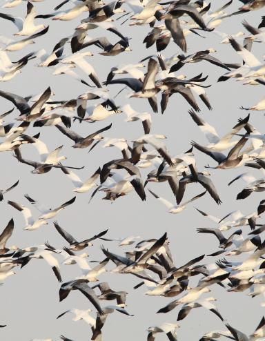 A large number of snow geese along with a few Ross’s geese fly across a grey sky. Partially obscured.