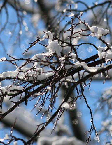 Snow-covered tree branches sit against the backdrop of a bright blue sky. The dark, bare branches are coated in fresh snow and are dotted with sparkling ice droplets, with a softly blurred background creating a crisp winter scene. Partially obscured.